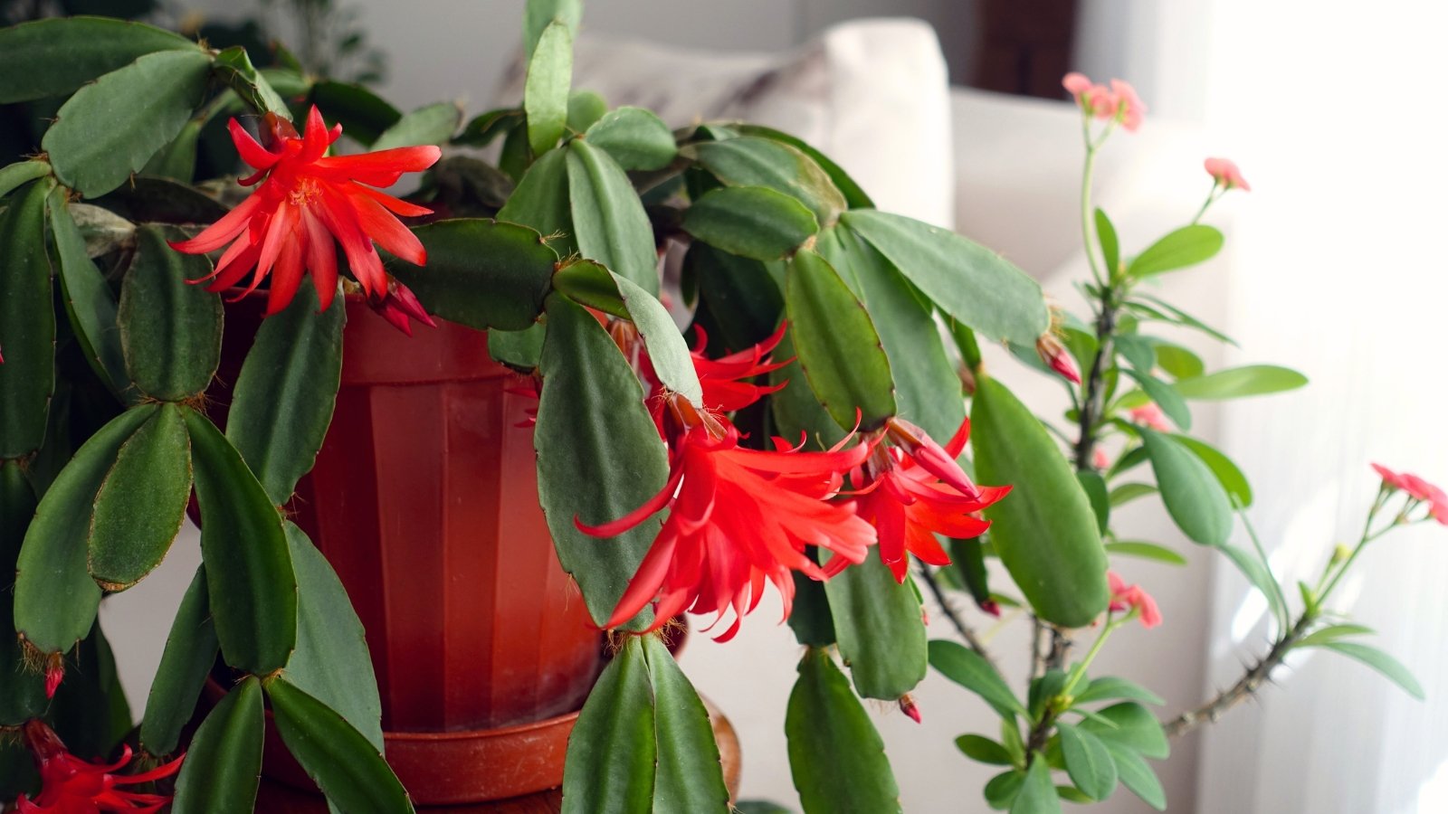 Flattened, smooth-edged segments with colorful funnel-shaped flowers in shades of red on a holiday cactus