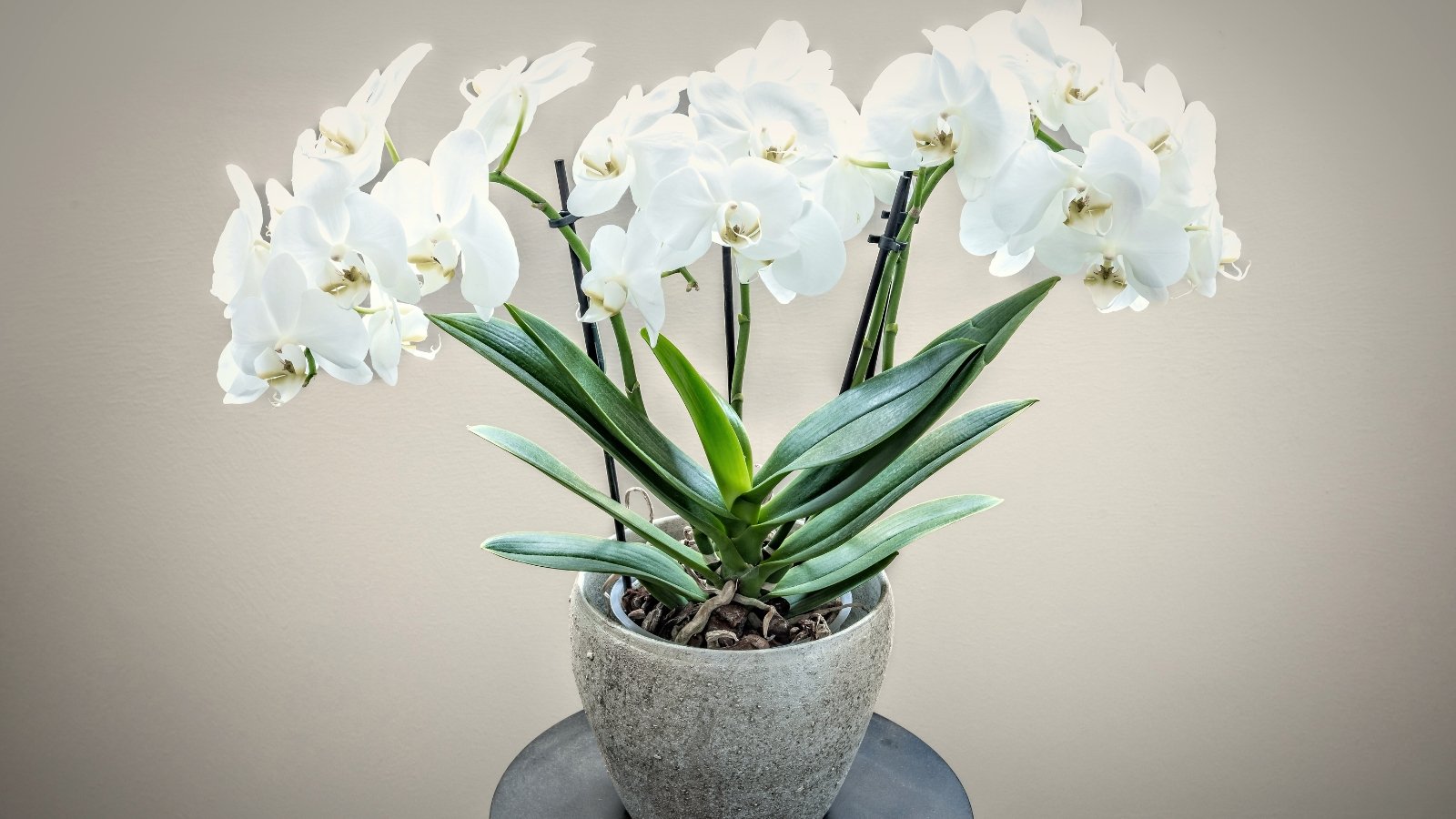 Elegant white Phalaenopsis flowers with delicate petals on long stems in a gray pot on a black table