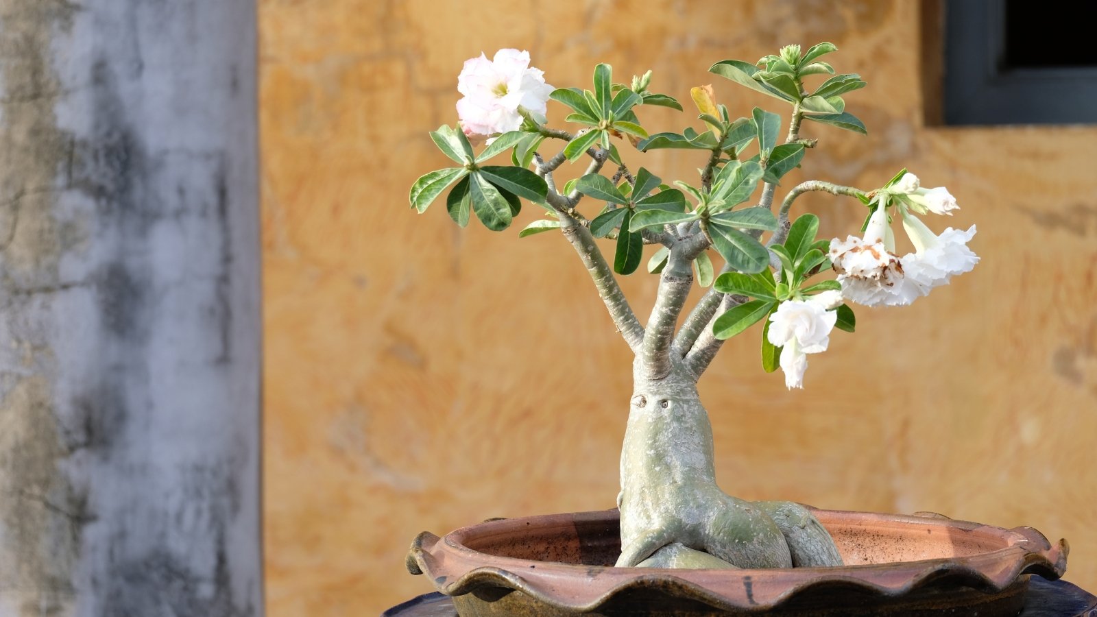 Bonsai-style Adenium obesum with thick twisted roots and white flowers in a round clay pot
