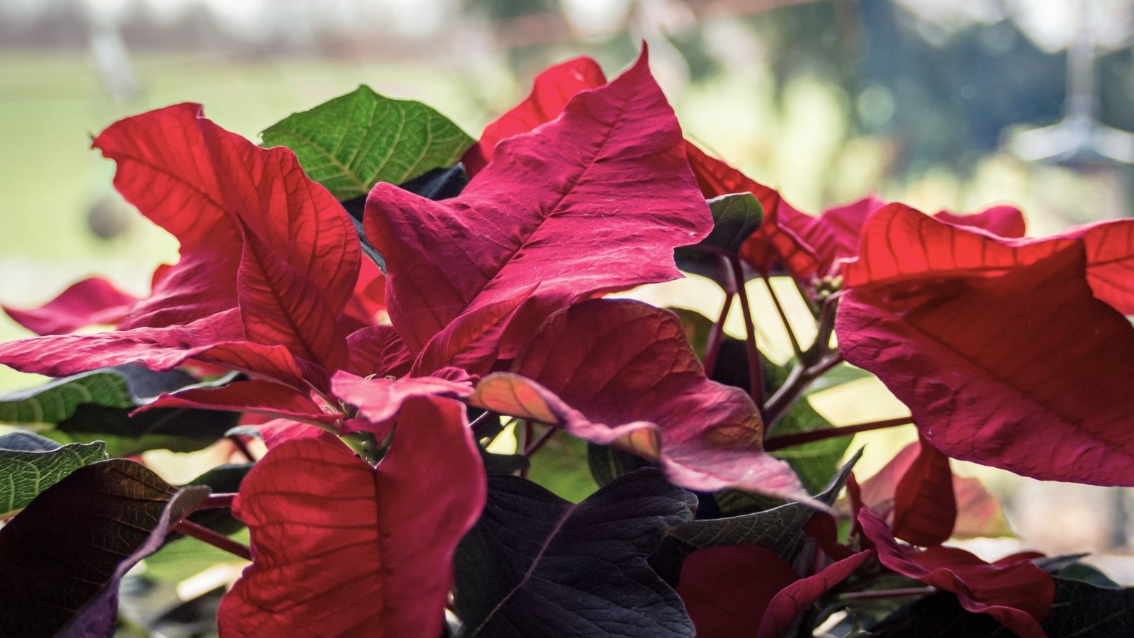 Close-up of pale burgundy poinsettia bracts with green foliage near a window