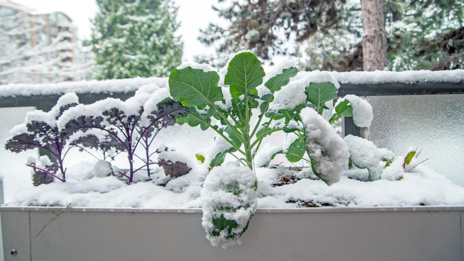 Several leafy greens dusted with snow in a metal raised bed
