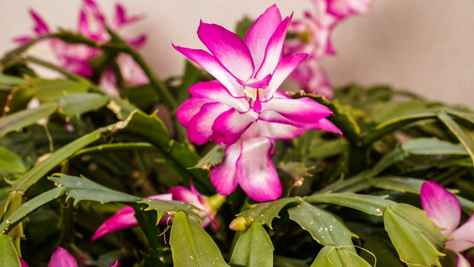 Close-up of pink and white blooms on Cristen variety of holiday cactus atop flat segmented stems