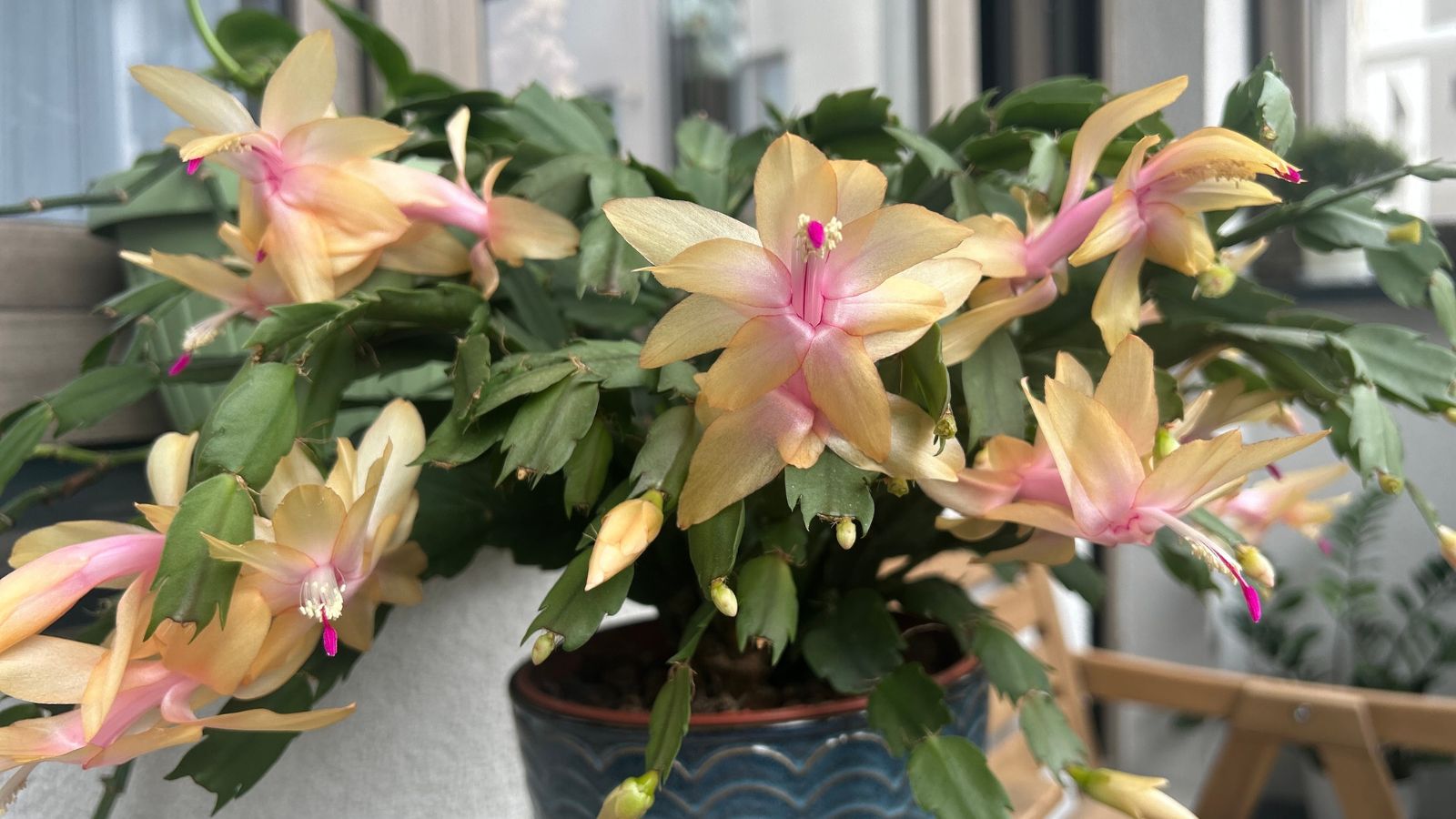 Close-up of pale yellow and pink blooms on Limelight Dancer holiday cactus with flat segmented leaves