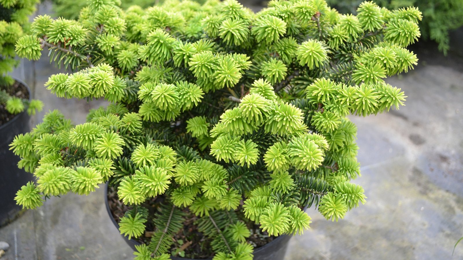 Small, compact shrub with dense, dark green foliage in a garden setting, suggestive of a dwarf balsam fir mound