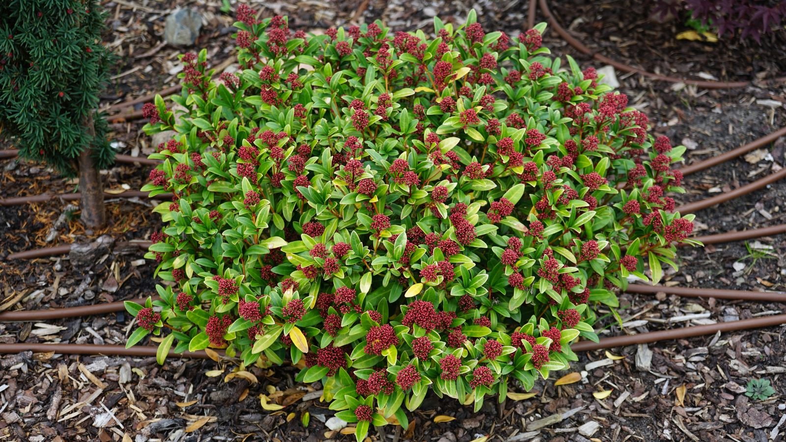 Low-growing Japanese Skimmia with bright green leaves and small red berry clusters on mulched soil