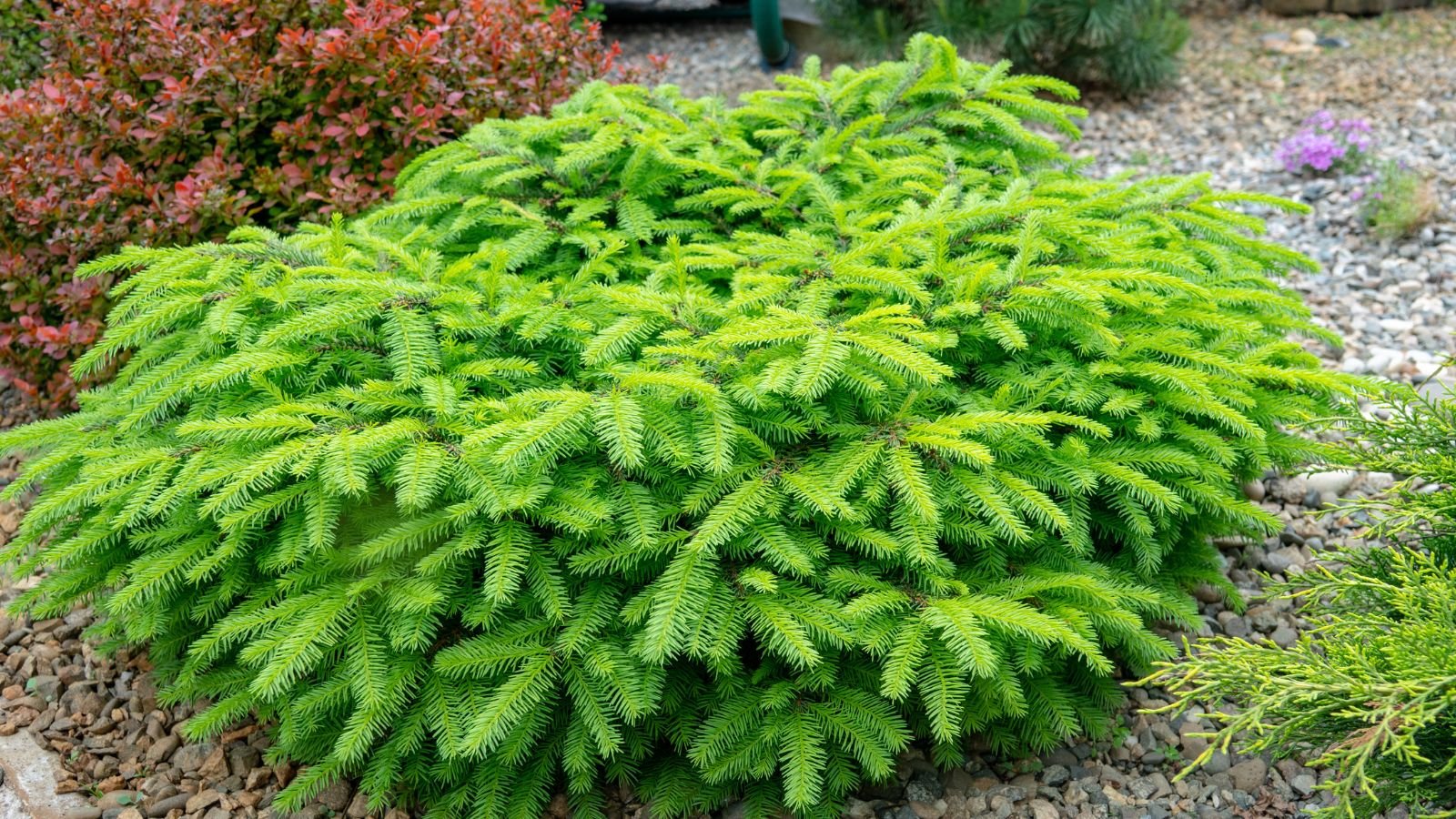 Compact 'Little Gem' Norway Spruce with bright green new growth and woody stems in sunlight