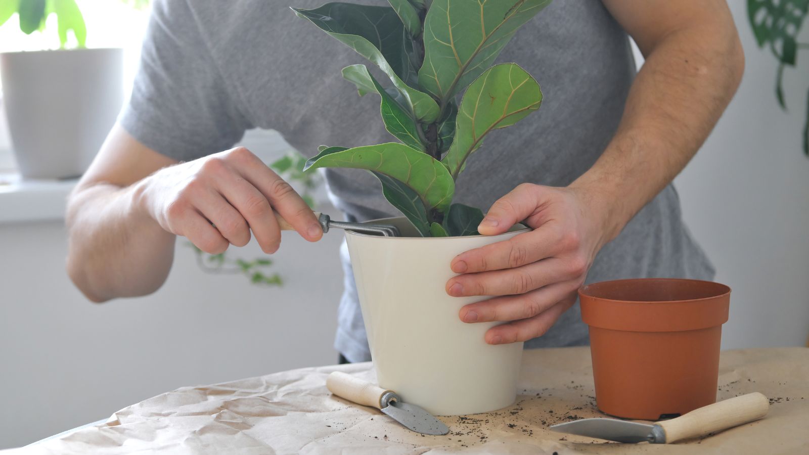 Close-up of repotting a root-bound houseplant in a well-lit indoor space