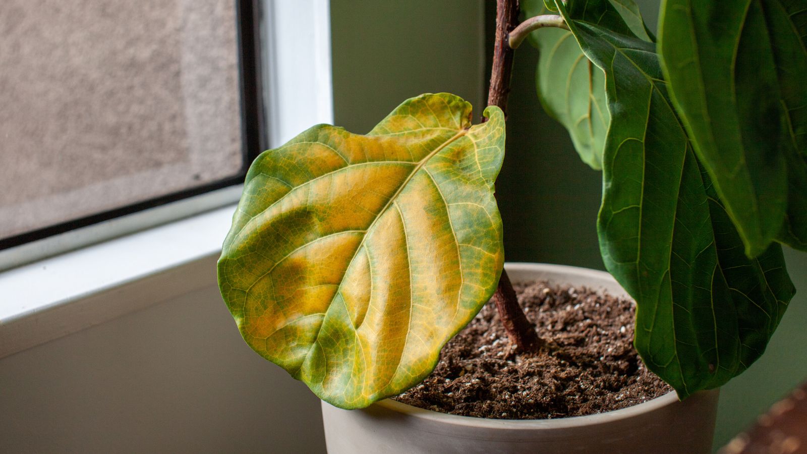 Close-up of a yellowing leaf on old, compacted soil near a bright window
