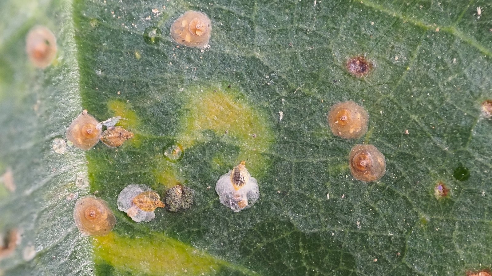 Small beige scale insect bumps clustered on the underside of a glossy green leaf
