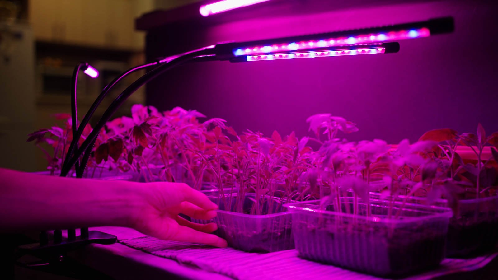 Indoor grow lights illuminating seedling trays on shelves