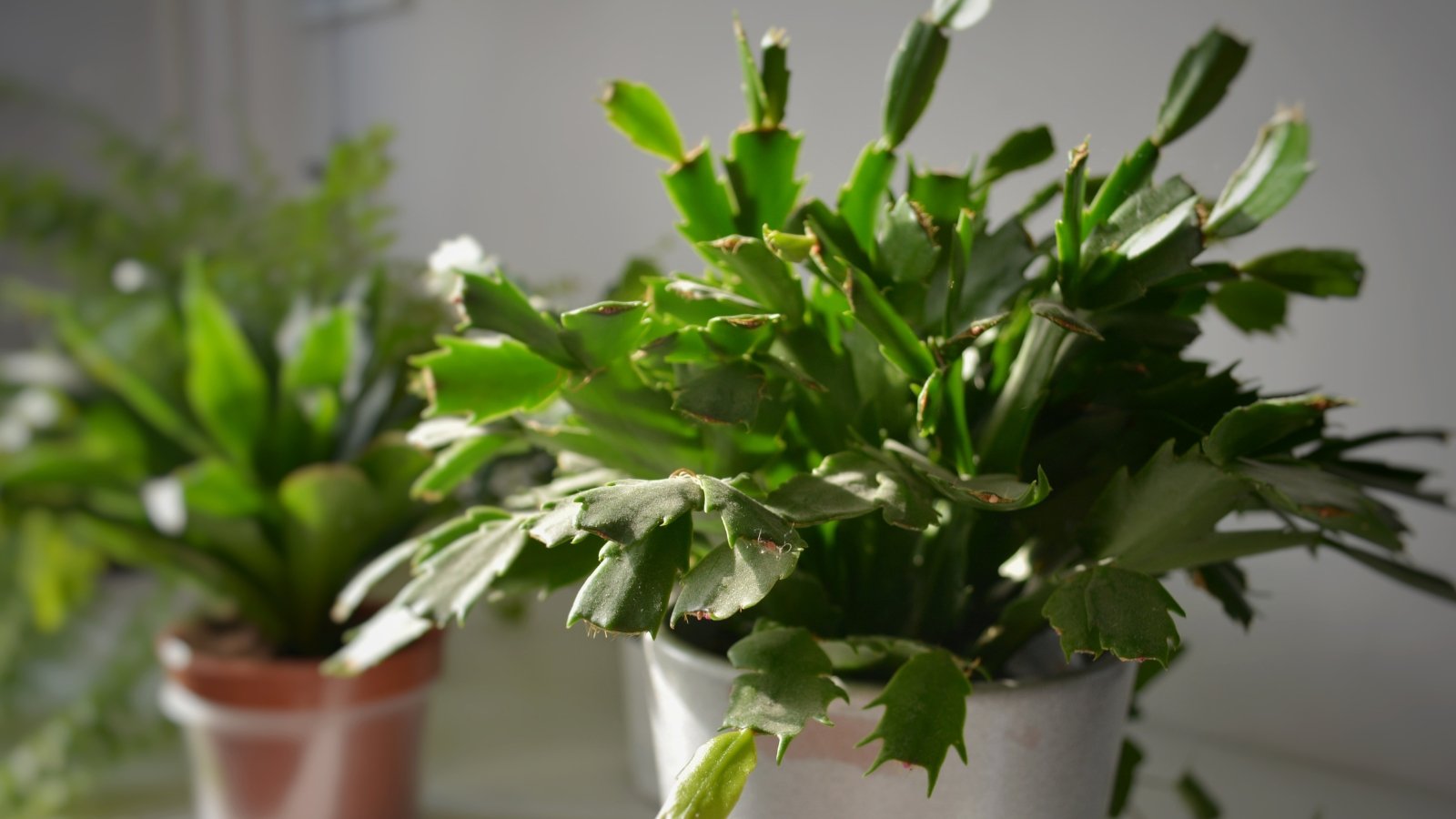 Bushy Schlumbergera truncata with layered green leaves flourishing in a white pot among other greenery
