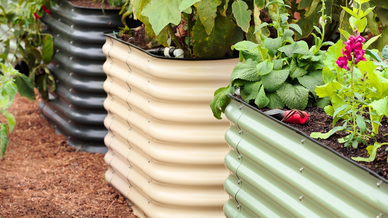 A row of three metal raised beds in soft green, cream, and black filled with plants on mulched soil