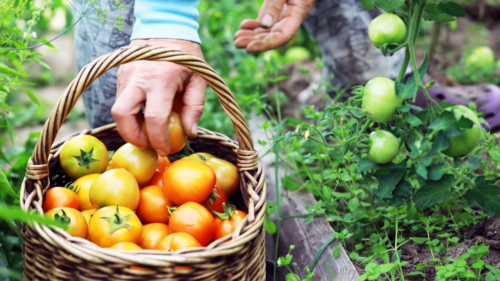 Hand picking yellow and orange tomatoes and placing them into a wooden harvest basket