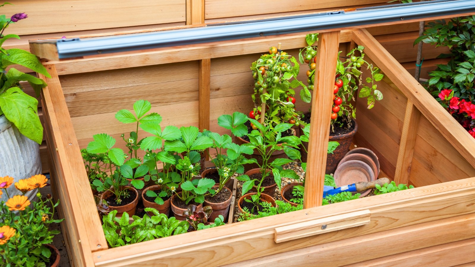 Seedlings in ceramic pots arranged inside a wooden cold frame in the garden