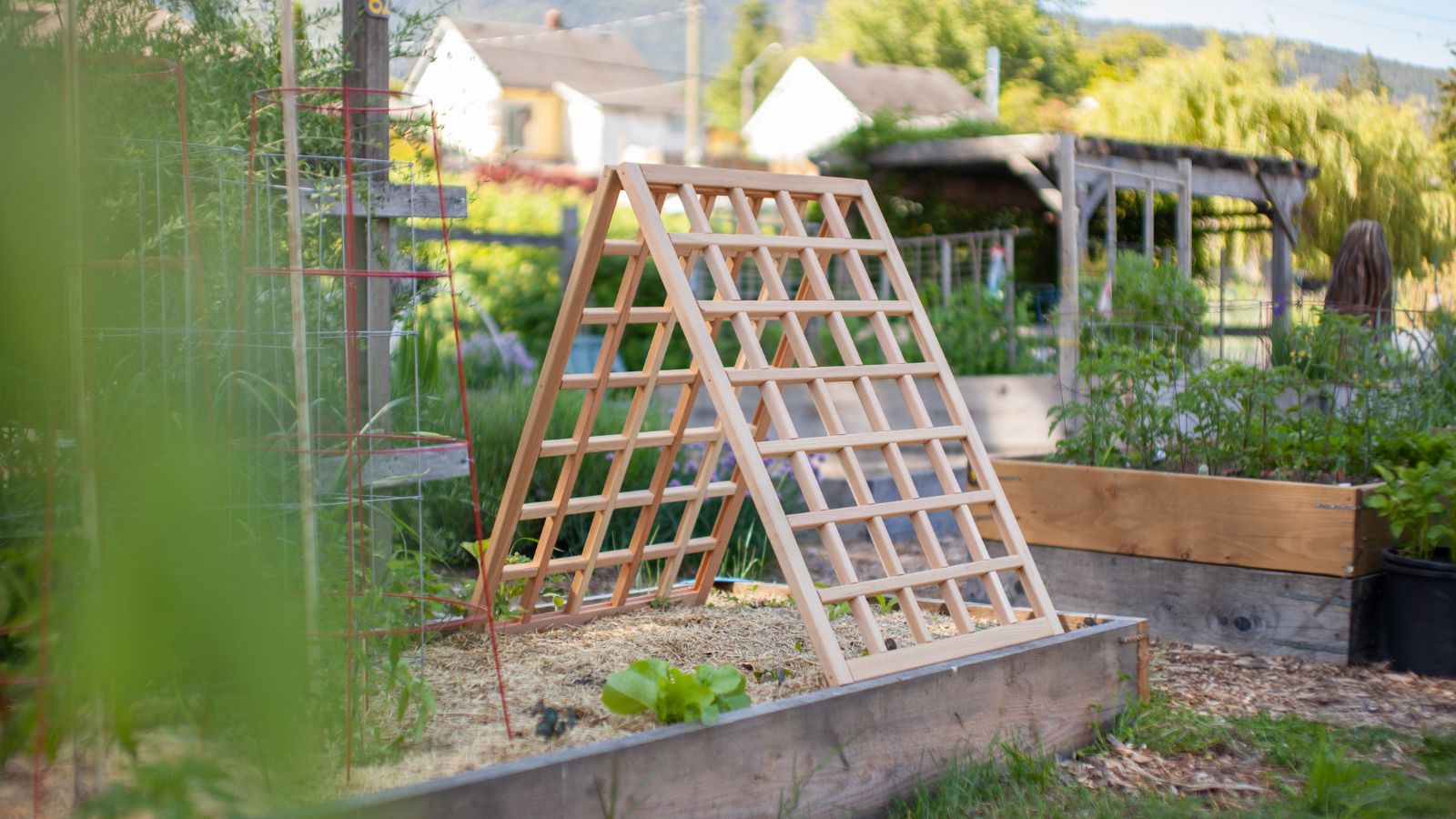 A-frame trellis placed in a wooden raised bed in the garden