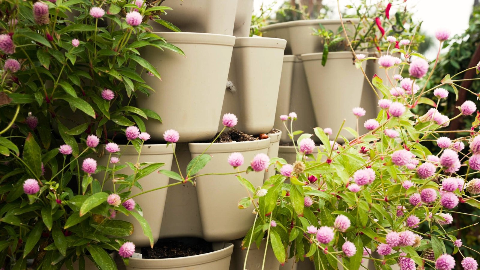 Close-up of GreenStalk planters with flowering Gomphrena in a garden