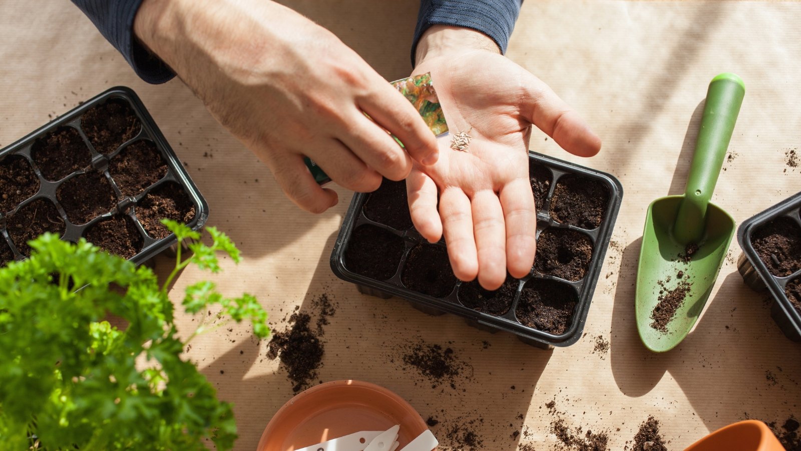 Hands placing lettuce seeds into small soil-filled containers for seed starting