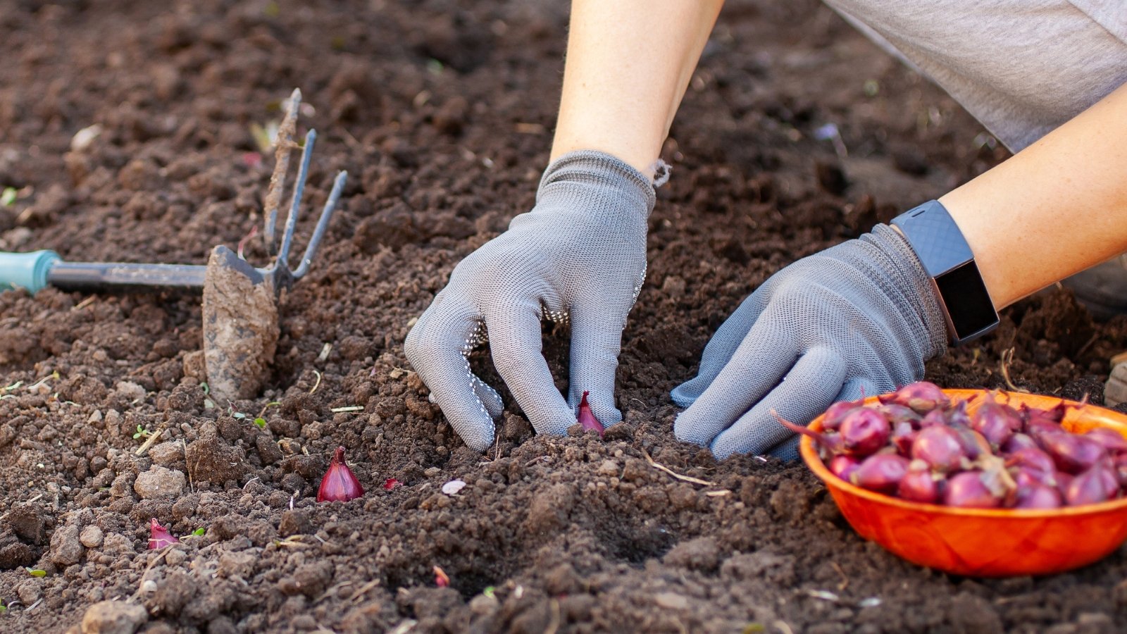 Gardener with gloves drilling planting holes for bulbs with an auger attachment