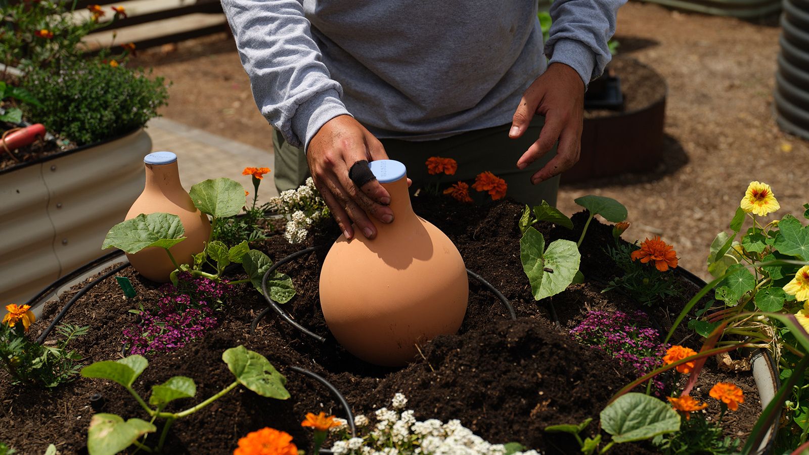 Gardener burying an olla pot in a raised bed for slow-release irrigation