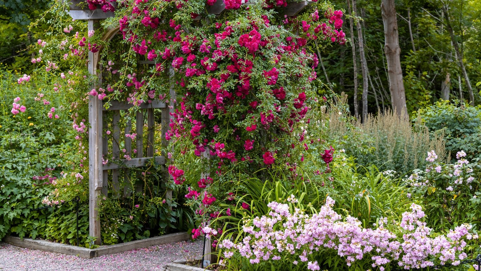 Garden arbor draped in intensely magenta flowers over dense green foliage with soft pink groundcover