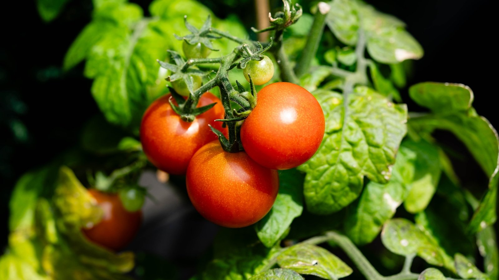 Vibrant bunch of shiny red tomatoes on green stems with textured foliage
