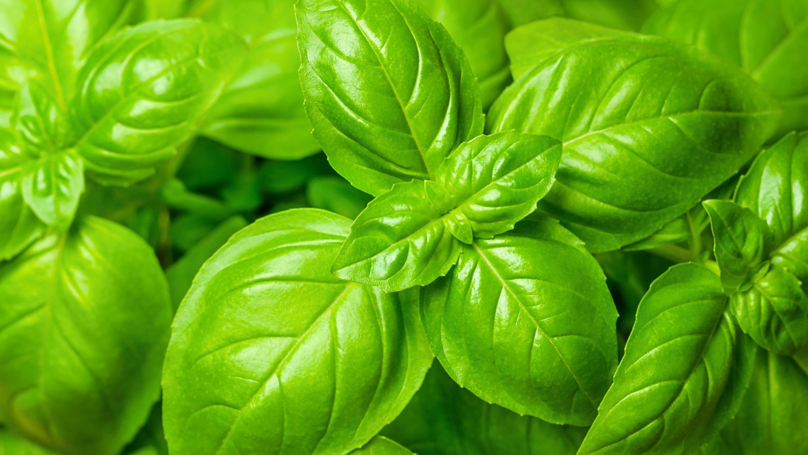 Dense cluster of smooth, broad, vibrant green basil leaves with glossy sheen