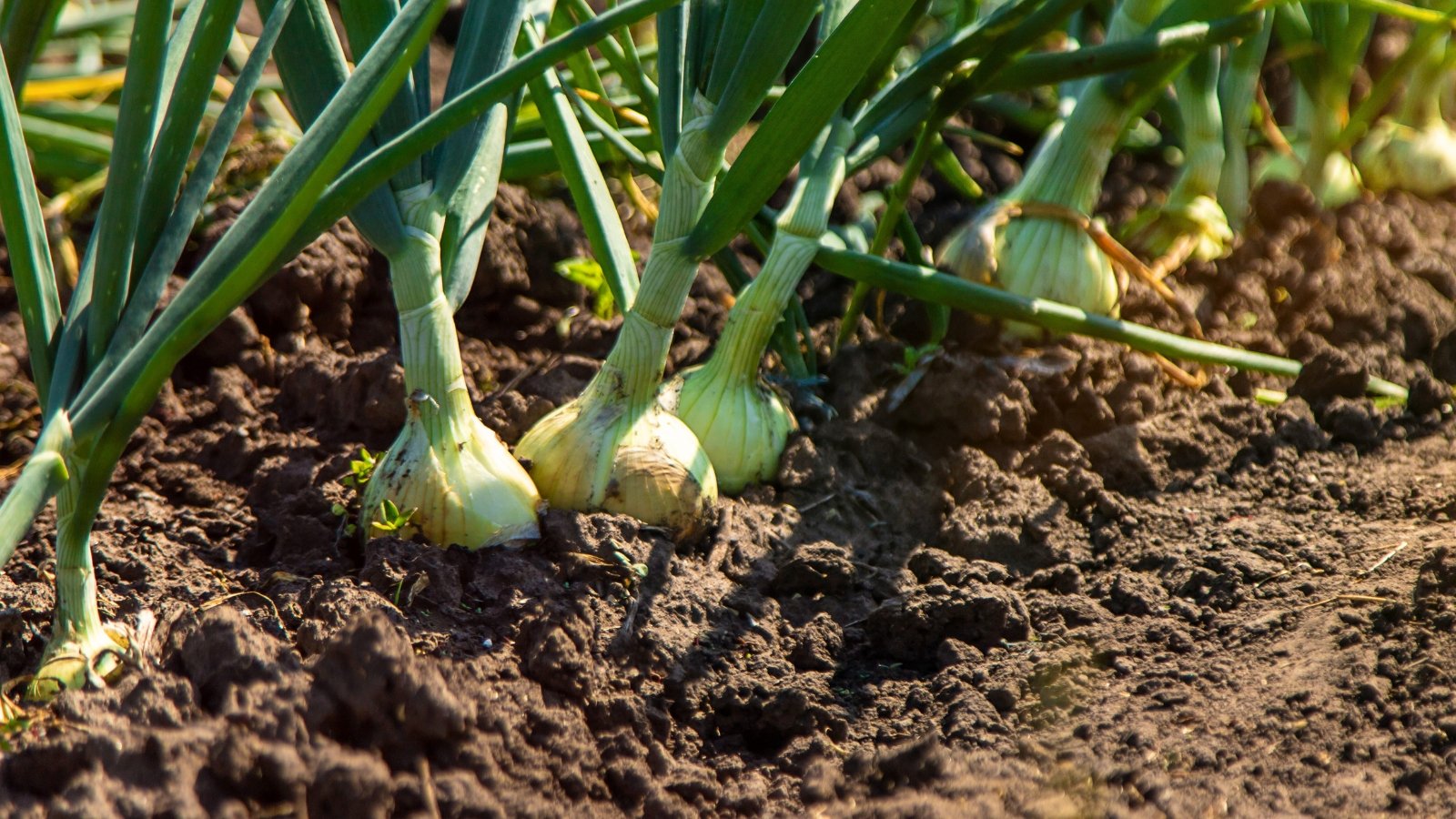 Green onion plants with tall leaves and swelling white bulbs peeking from soil