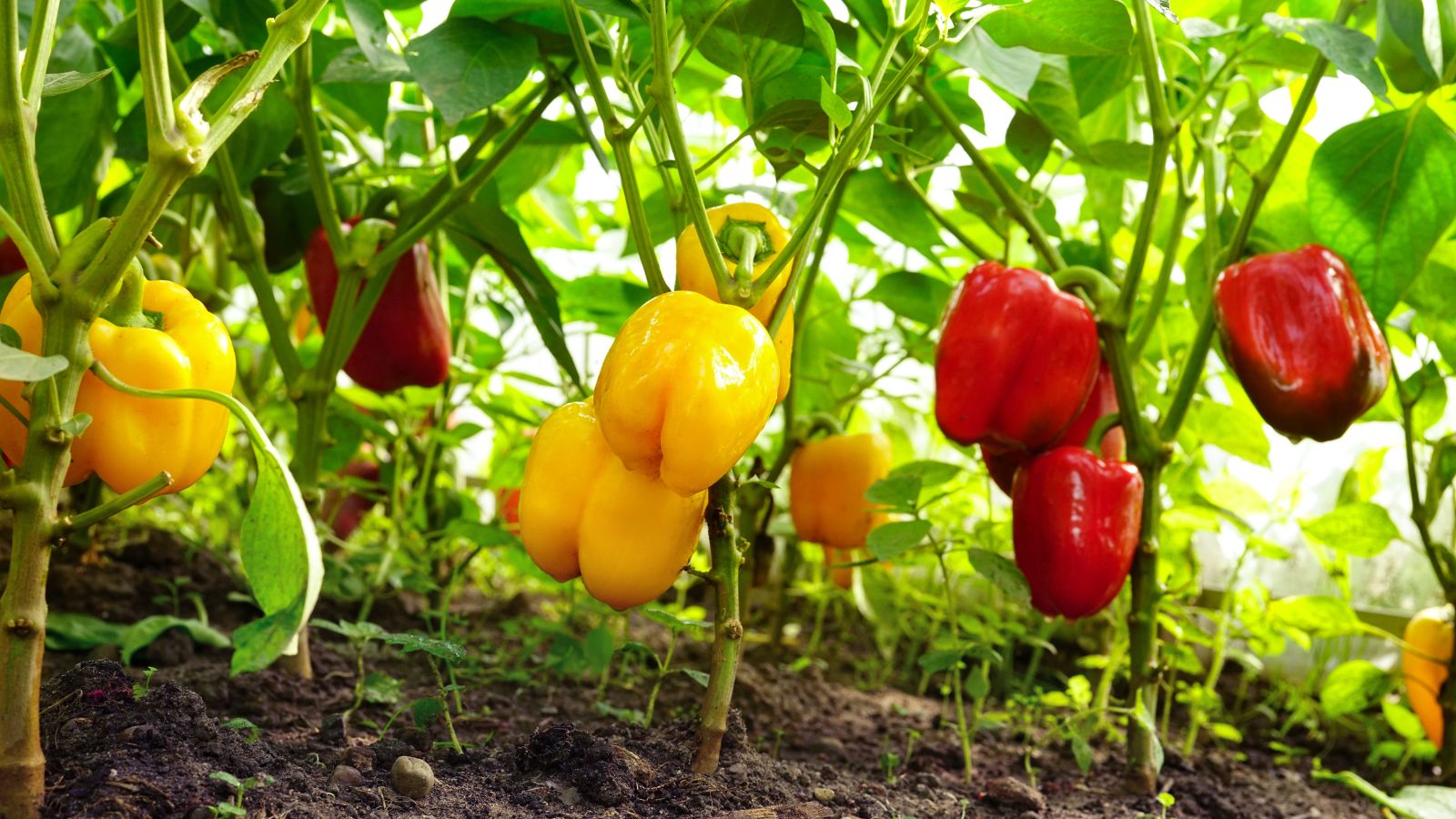 Developing green bell peppers growing on the plant