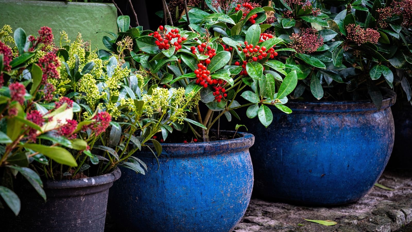 Close-up of planters with developing foliage grouped closely together outdoors for warmth
