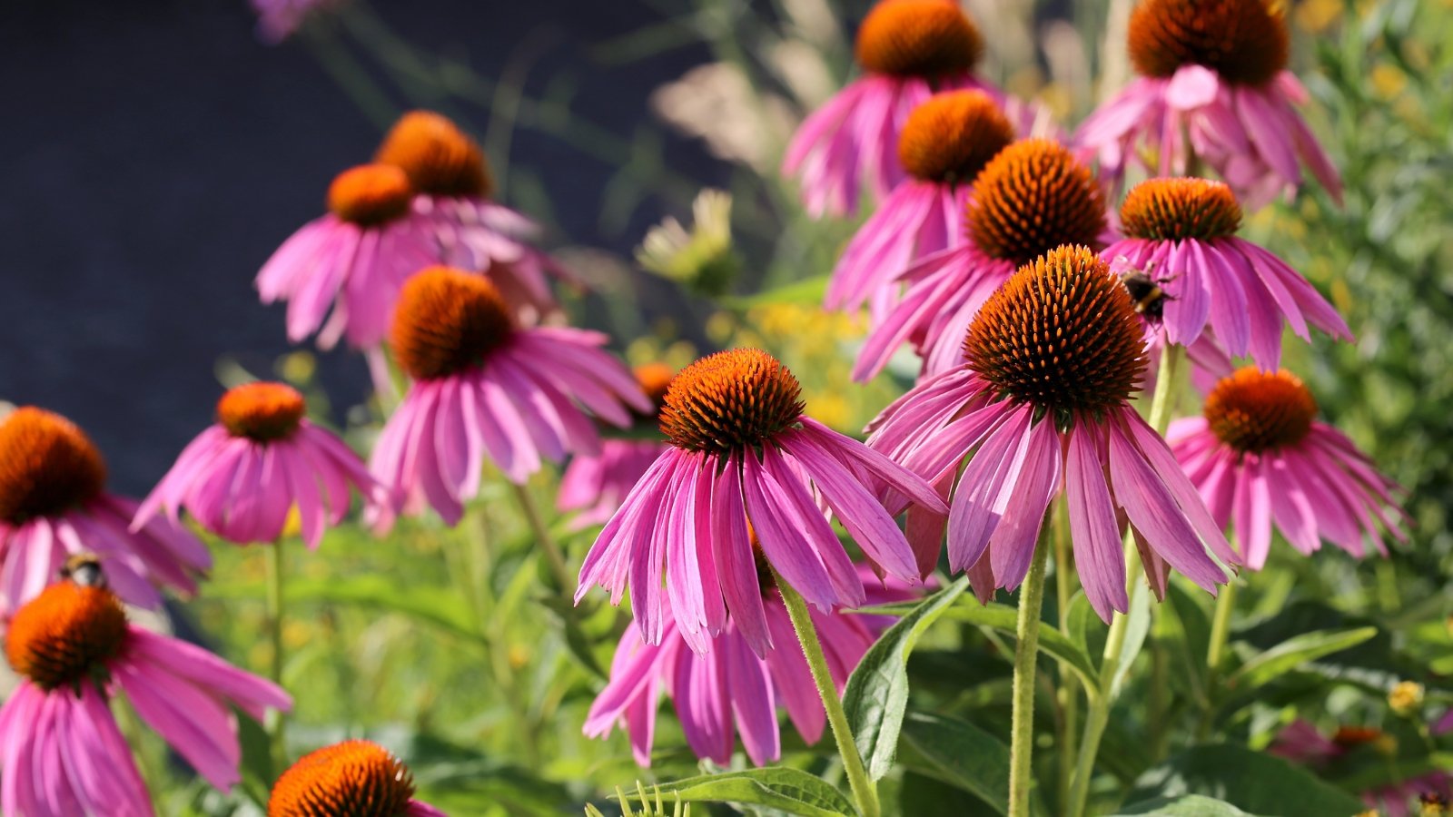 A close-up of flowering coneflowers grown from seed, featuring tall, sturdy green stems with elongated, slightly serrated leaves supporting large, daisy-like flowers with vibrant purple-pink, drooping petals surrounding a raised, spiky, orange-brown central cone.