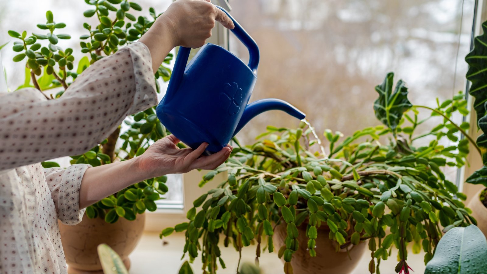 Person watering a Schlumbergera with a blue watering can; segmented leaves and faint pink buds visible