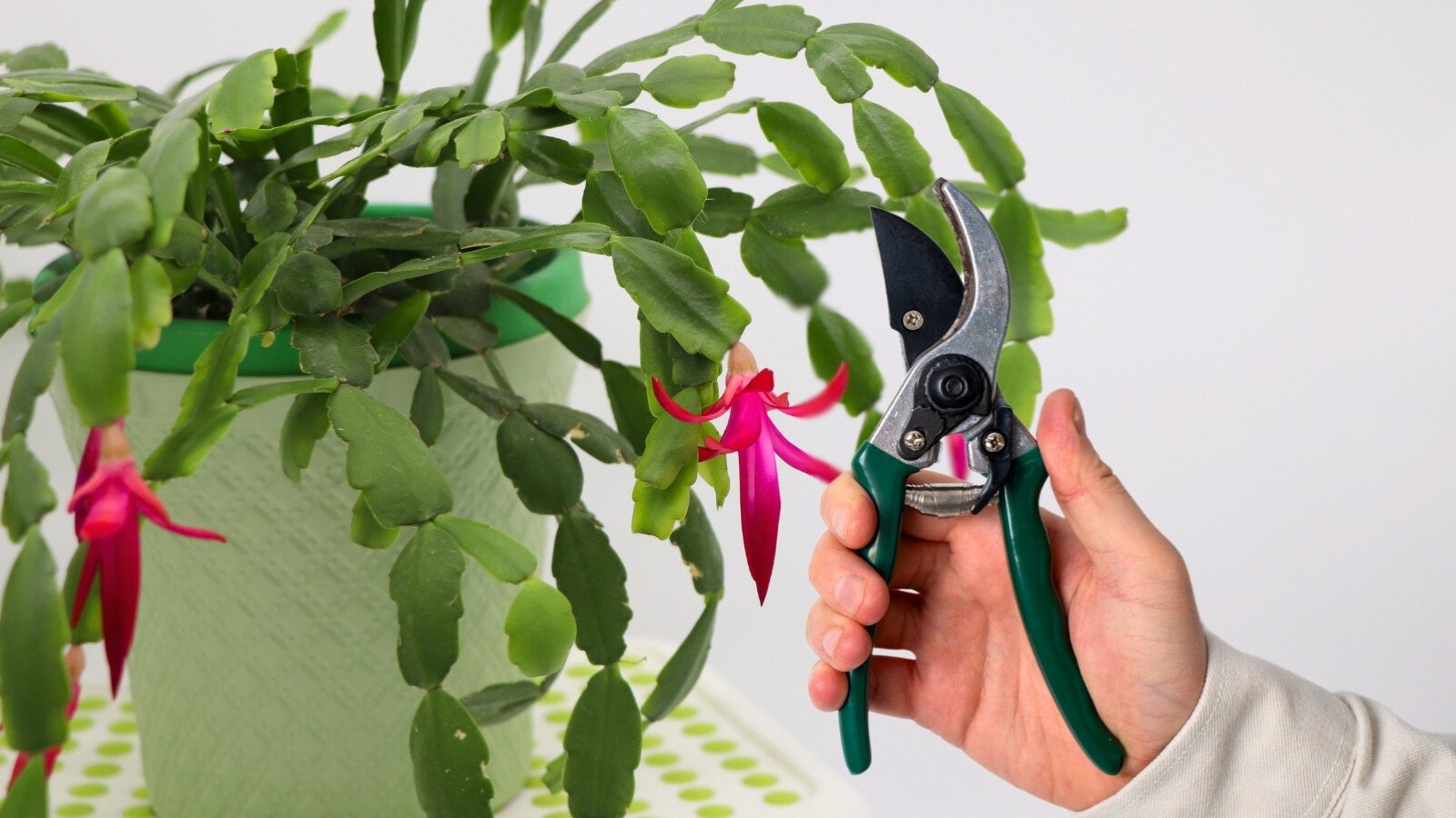 A hand with green pruning shears trimming a blooming Christmas cactus with star-shaped pink flowers and scalloped green segments