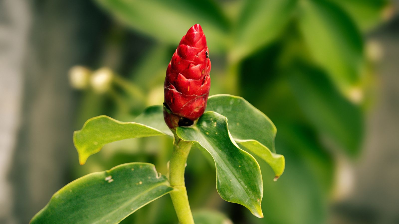 Vibrant red pine cone ginger flower atop a green stem in a well-lit indoor area with foliage