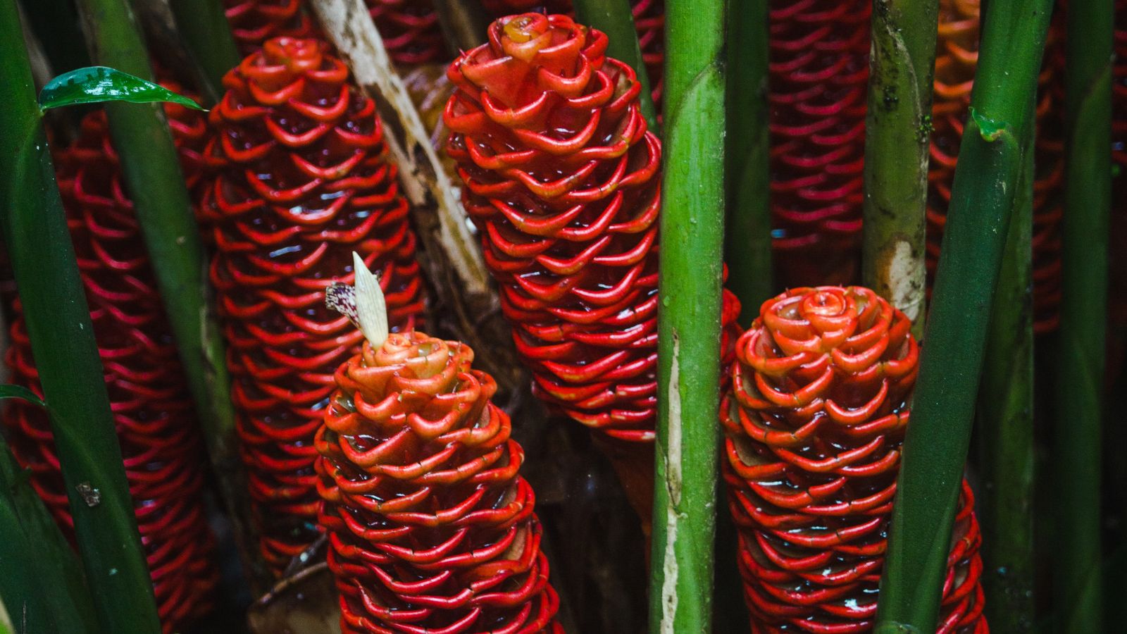 Bright red cones of pine cone ginger in moderate, damp light among deep green leaves