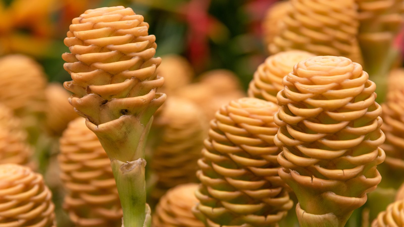 Dormant houseplant stage with quiet cones in a well-lit area, prepared for storage
