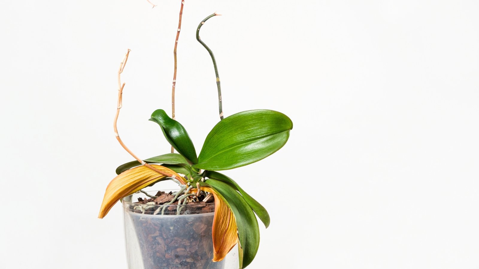 Transparent pot showing thick aerial roots and tall slender dry stems with broad waxy green and yellowed leaves