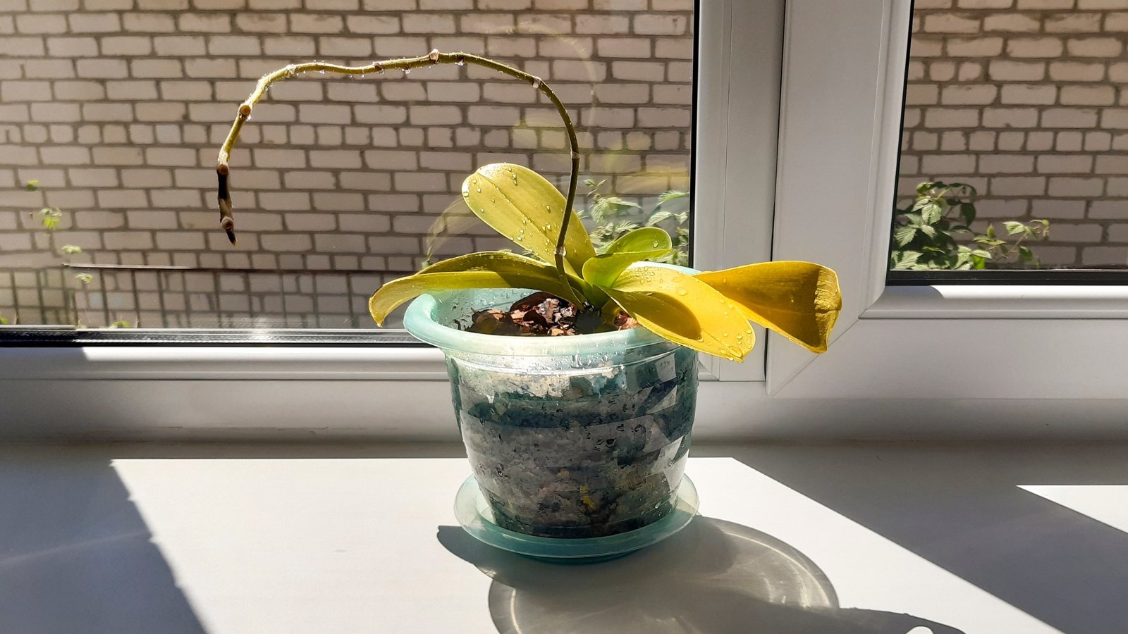 Orchid on a sunny windowsill with long leathery yellowing leaves and thick aerial roots along a tall thin stem