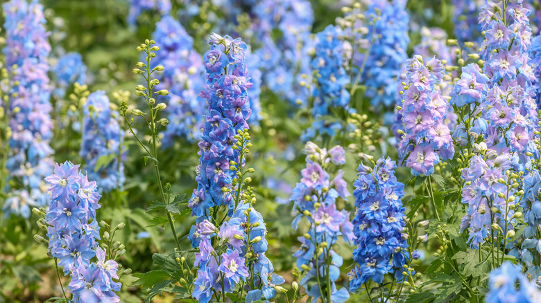 Blue delphinium (Delphinium spp.) flower spikes