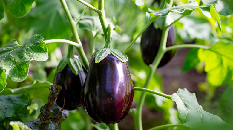 Eggplant on a plant with broad leaves in the garden