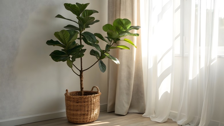 Fiddle-leaf fig in a bright corner with large violin-shaped leaves