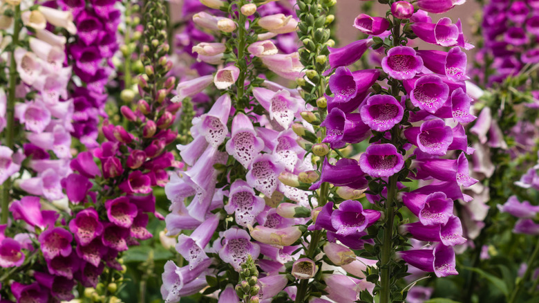 Foxglove (Digitalis purpurea) spires in a garden