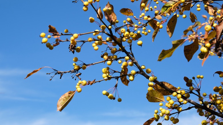 Harvest Gold crabapple with yellow fruits following white spring blossoms