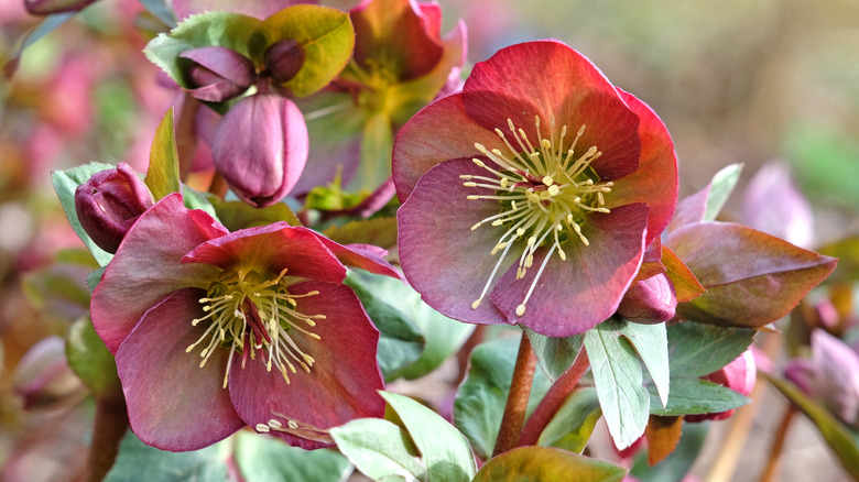 Hellebores (Helleborus spp.) winter blooms