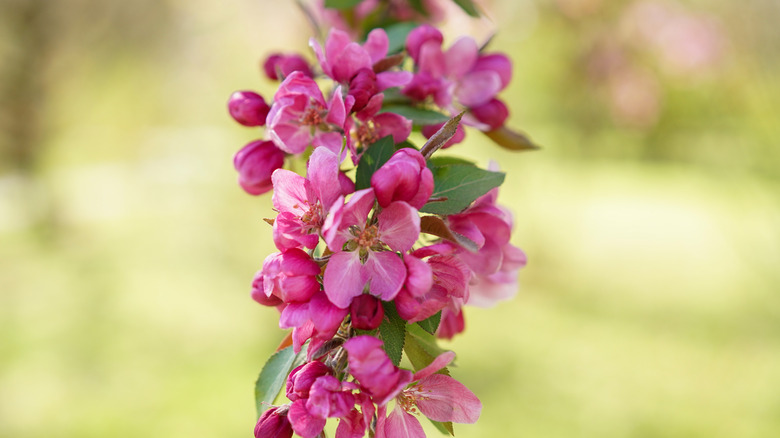 Hoppa crabapple tree with fragrant pink blossoms and semi-weeping branches