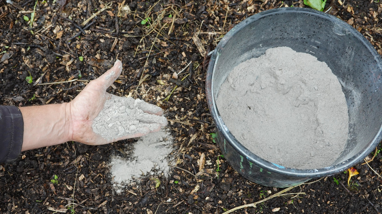 How to Supercharge Lilac Blooms With Wood Ash and Epsom Salt