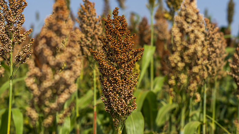 How to grow sorghum at home: young sorghum plants emerging in a sunny garden bed