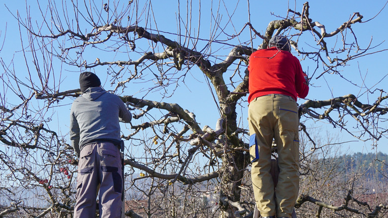 How to prune your apple tree properly in mid-winter with clean, safe cuts