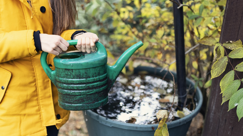 How to safely water your plants for healthy spring blooms with late-season watering before the ground freezes