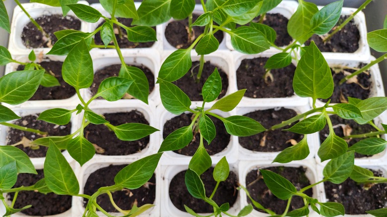 How to start pepper seeds indoors with heat mat, humidity dome, and grow lights