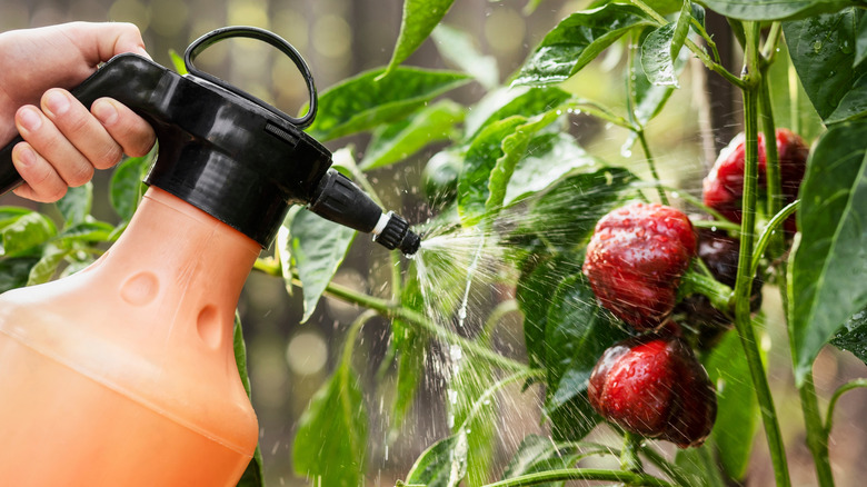 How to use rice water as a natural liquid fertilizer on pepper plants